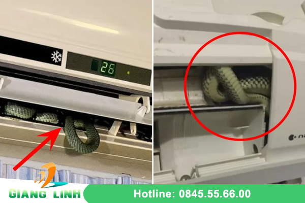 Rắn cạp nia chui từ điều hòa cắn bé gái nguy kịch
